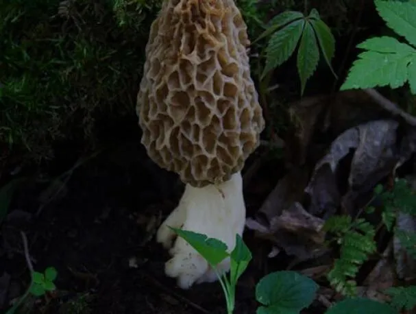 Čerstvý fazolový a smržový ragú s treskou