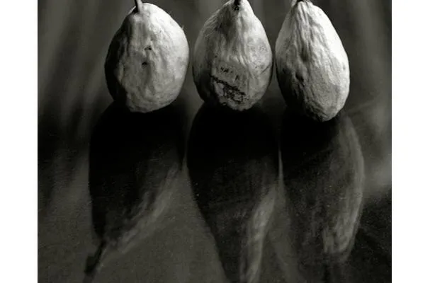 Čtverečky s hruškami