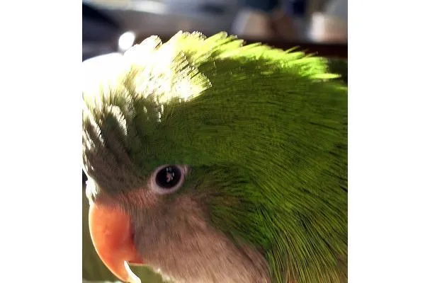 Nakládaný nebo octový zázvor